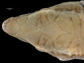 Media type: image;   Herpetology R-7683 Aspect: head dorsal